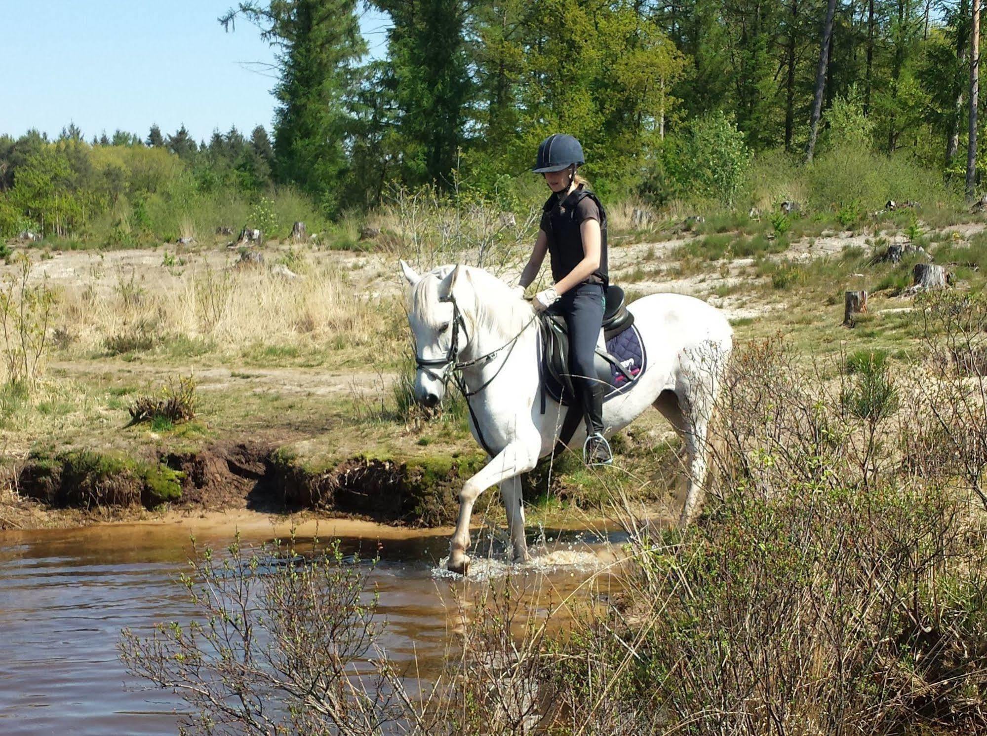 Horsetellerie Rheezerveen Hardenberg Zewnętrze zdjęcie